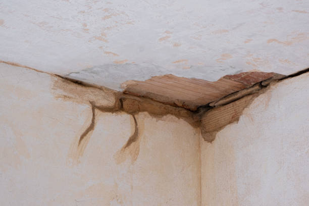 Best Water damage cleanup near me  in Decatur, MI